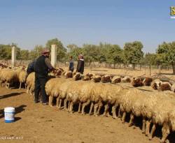 أسعار بعض السلع في ريف درعا