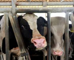 النظام يتحدث عن استيراد الملايين من رؤوس الماشية