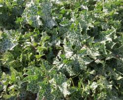 أشواكه لم تمنعهم من تحويله لوجبات شهية.. 