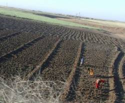 الضمان يدخل كآلية جديدة في النشاط الزراعي بالحسكة