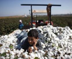 القطن بـ 140 ليرة فهل يبيع الفلاح للنظام ..؟