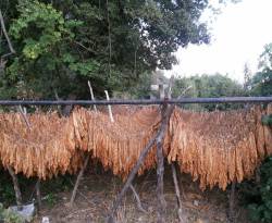 لماذا لا يعتبر النظام التبغ محصولاً استراتيجياً..؟