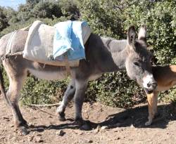 الزراعة في ريف درعا.. الخيل والحمير تستعيد مكانتها القديمة، وترتفع أسعارها