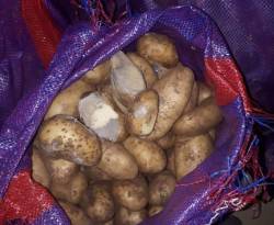 من وراء صفقة البطاطا المصرية؟