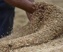 النظام يعلن إعادة النظر بسعر القمح المستلم من الفلاحين