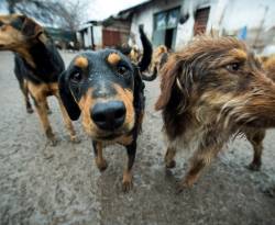 اقتصاديات.. كلب يحمل رأس رجل..!!