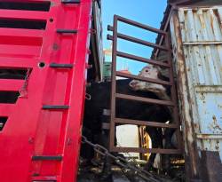 وصول باخرة عجول إلى مرفأ طرطوس