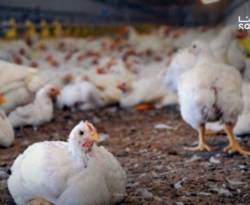 انتقادات للتأخر في قرار السماح باستيراد 