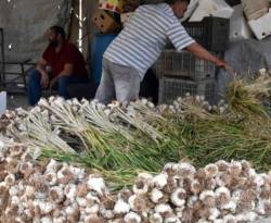 سعر الثوم يعاود الارتفاع.. والحق على المواطن!