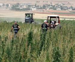 مسؤول لبناني: الوضع الأمني بسهل البقاع يمنع القضاء على زراعة 