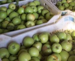 تنتج ثلث إنتاج سوريا من التفاح.. حمص تنتج 100 ألف طن و90%من بساتين القصير تحولت إلى حطب