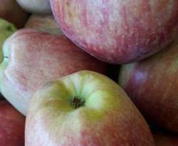 تفاح القصير لـ 