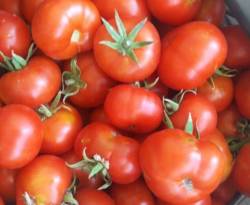 انهيار أسعار البندورة في أسواق مناطق النظام