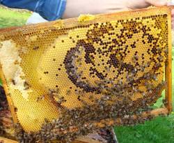 بريف حمص الشمالي.. تربية النحل مهددة بالانقراض بفعل الحصار والقصف