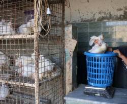 القفزات في أسعار البيض والفروج.. لماذا؟ وإلى أين؟