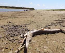 بالأرقام..ملامح تدهور القطاع الزراعي في سوريا