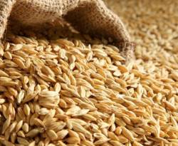 النظام يرفض استلام الشعير من الفلاحين.. ويسمح بتصديره