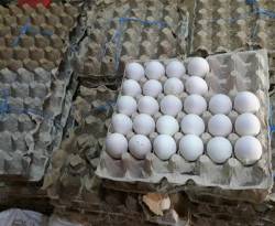 أسعار البيض تهبط إلى النصف في مناطق سيطرة النظام