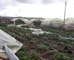 تعويض مزارعين متضررين من 