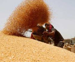 حكومة النظام ترفع سعر شراء القمح من الفلاحين 500 ليرة للكيلو