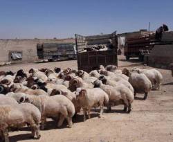 أسعار الأضاحي تقفز للضعف مقارنة بالعام الماضي