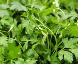 أسعار بعض السلع في الغوطة الشرقية