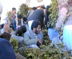 السلطات في عدن تقرر منع توريد القات وبيعه واختصاره ليومين فقط