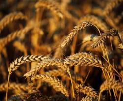 مجدداً.. حكومة النظام تطرح مناقصة لشراء القمح، من روسيا حصراً