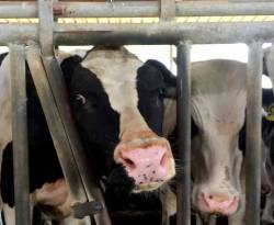 النظام يوزع البقر على ذوي قتلاه