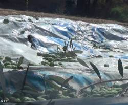 موسم قطاف الزيتون في معضمية الشام.. حصيلة لا تتجاوز 10%