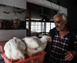 كيف سيؤثر رفع سعر مازوت المداجن على أسعار الفروج والبيض؟