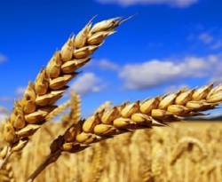 إنتاج القمح في سوريا في أدنى معدلاته منذ 29 عاماً