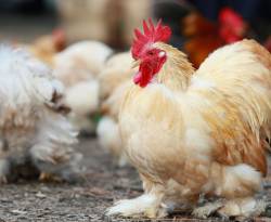 15 دجاجة بياضة مع علفها.. منحة النظام لفقراء الأرياف