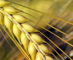 الشعير وقطع التصدير..!