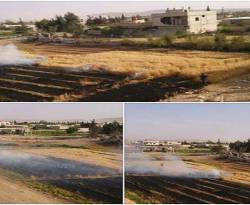 السيطرة على المحاصيل الزراعية.. تكتيك النظام في حربه الشعواء على داريا