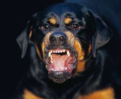 محافظة دمشق تعلن الحرب على الكلاب والجرذان في مؤسسات الدولة