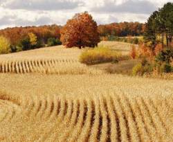 عودة القمح الروسي لأسواق التصدير بفضل تراجع قيمة الروبل