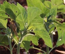 محاصيل السوريين طعام للجراد وسط صعوبة في مواجهته