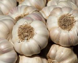 كيلو الثوم بـ 100 ألف ليرة