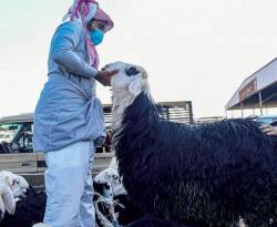 الأغنام السورية تغيب عن سوق أضاحي الحج في السعودية