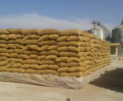 النظام يسعى لشراء محصول الفلاحين من القمح ولا يوجد عنده صوامع للتخزين