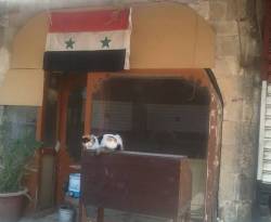 سوق المهن خاوٍ بلا عرش.. قطط وتجار شنطة وحرفيون يلعبون النرد