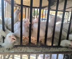 رصد لأسعار الفروج في ريف دمشق