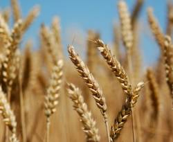 النظام يشتري 200 ألف طن قمح بتمويل إيراني