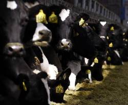 النظام تتفتح شهيته لاستيراد المزيد من آلاف الأبقار