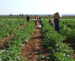 في المنطقة الغربية من درعا.. خسائر مليونية للمزارعين بسبب المعارك مع 