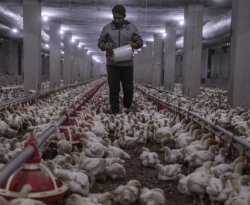 وقف استيراد الصوص وبيض الفقس