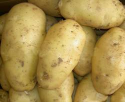 على ذمة النظام.. البطاطا المصرية تدعم غذاء الفقراء