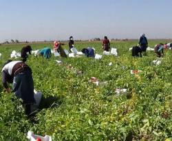 درعا: الأمطار تنقذ الموسم، لكن التكاليف تنغّص على المزارعين