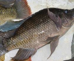 دون إشارة لقصة الأسماك المسرطنة.. خميس يعفي مدير عام الثروة السمكية من مهامه